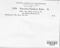 Puccinia smilacis image
